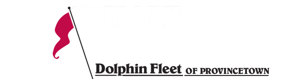 Dolphin Fleet Whale Watch