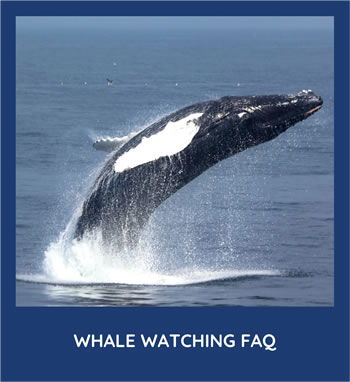 Whale Watching FAQ