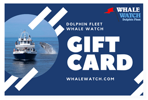 Dolphin Fleet Gift Certificates
