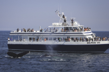 dolphin-fleet-whale-watch-34