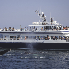 dolphin-fleet-whale-watch-34