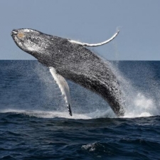 humpback-whale-27
