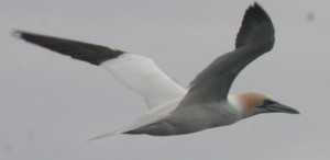 northern-gannet-img_46321