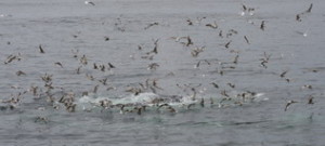 birds-and-bc-img_7147