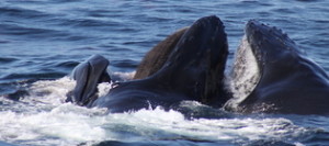 Lunging humpback
