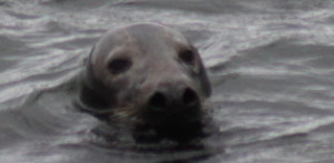 grey seal IMG_7113