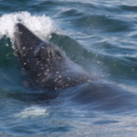 A small minke whale breaks the surface