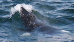 A small minke whale breaks the surface