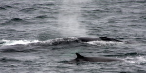A fin whale mother and calf