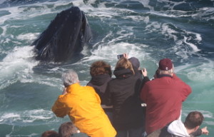 A humpback surfaces with a mouth full of food