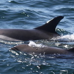 Atlantic white-sided dolphin mother and calf