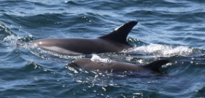 Atlantic white-sided dolphin mother and calf