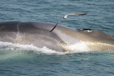 A fin whale lunges through a school of fish