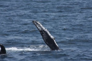 Humpback with black flippers