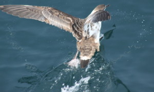 A greater shearwater takes off