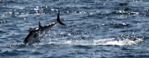 A bluefin tuna leaps from the water