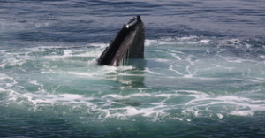 A humpback whale takes a gulp!