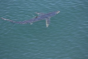 A blue shark lurks just below the surface