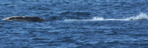 Skimming right whale