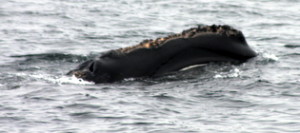 right whale2