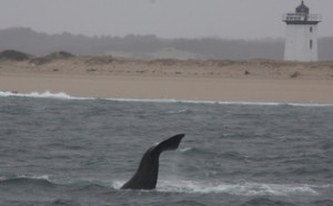 Right whale lobtailing