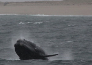 right whale breach2