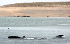 right whales near beach