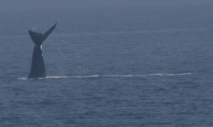 right whale fluke