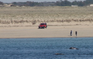 Right whales by beach