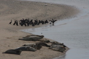 Seals and cormorants