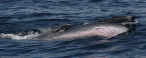 the rorquals of a sei whale