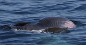 Sei whale feeding on side