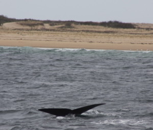 Right whale fluke