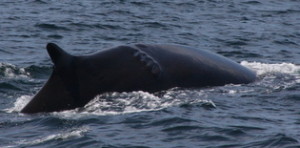 fin whale with scar