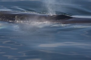 fin whale, calm water