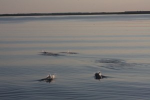 Harbor dolphins