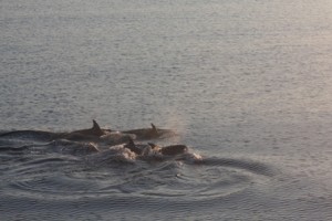 Harbor dolphins 2