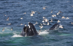 feeding humpbacks