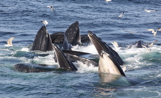 Feeding humpbacks