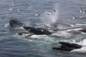feeding humpbacks