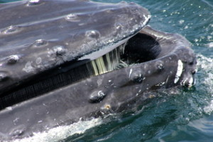 humpback mouth