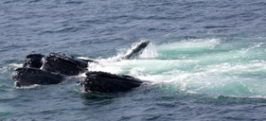 hungry humpbacks