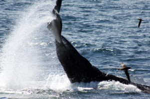 Male humpback