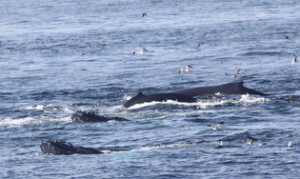 Humpbacks at surface