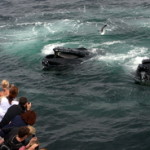 dragging humpbacks