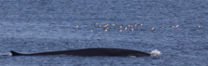 Fin whale with birds