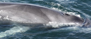 Fin whale calf