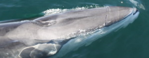 Fin whale calf