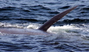 Sei whale flipper
