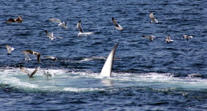 Feeding Fin whale